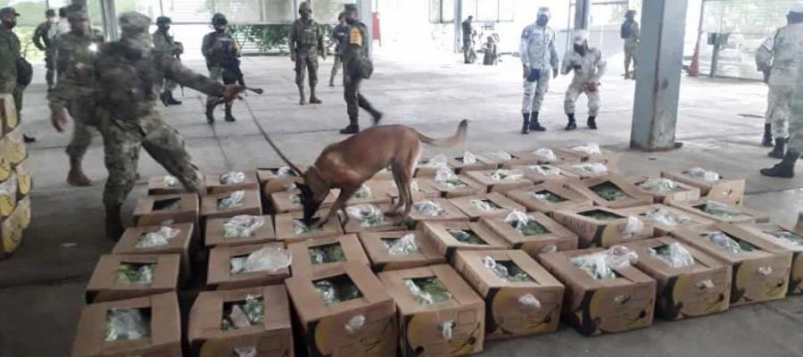 SEDENA dona 50 perros adiestrados a la Unidad Canina de Aduanas