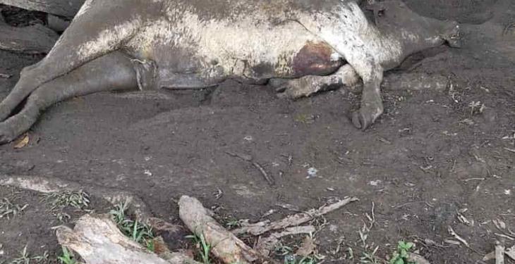 Piden ganaderos de Jalpa apoyo a SADER ante mortandad de ganado