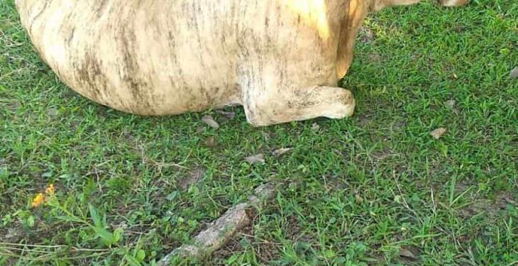 Piden ganaderos de Jalpa apoyo a SADER ante mortandad de ganado