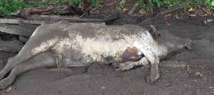 Revisará SADER mortandad de ganado en Jalpa; señala que ocurrió algo similar en Huimanguillo y Comalcalco Revisará SADER mortandad de ganado en Jalpa; señala que ocurrió algo similar en Huimanguillo y Comalcalco