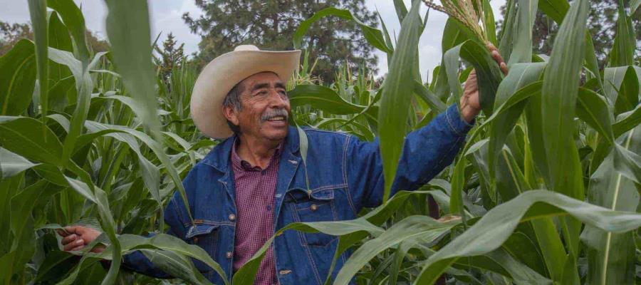 Entrega de apoyos a productores va a un 90 por ciento tras presentar atrasos, señala SADER