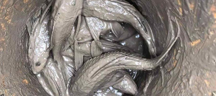 Toneladas de lodo y hasta peces diablo encuentran en Planta Potabilizadora de Jonuta