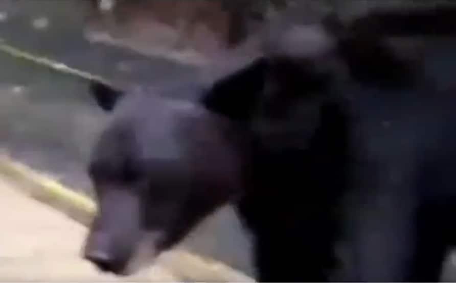 Agreden a oso con gas lacrimógeno en Nuevo León