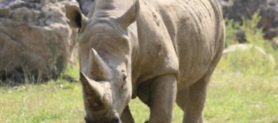 Muere “Toby”, el rinoceronte más longevo del mundo Muere “Toby”, el rinoceronte más longevo del mundo