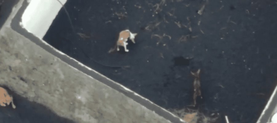 Buscarán rescatar con drones a perros rodeados por lava en La Palma