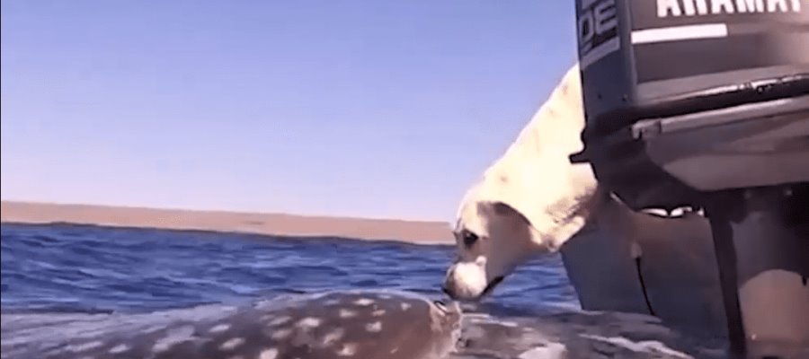 Se encuentran perrito y tiburón ballena en mar de Australia; se vuelven “amigos”