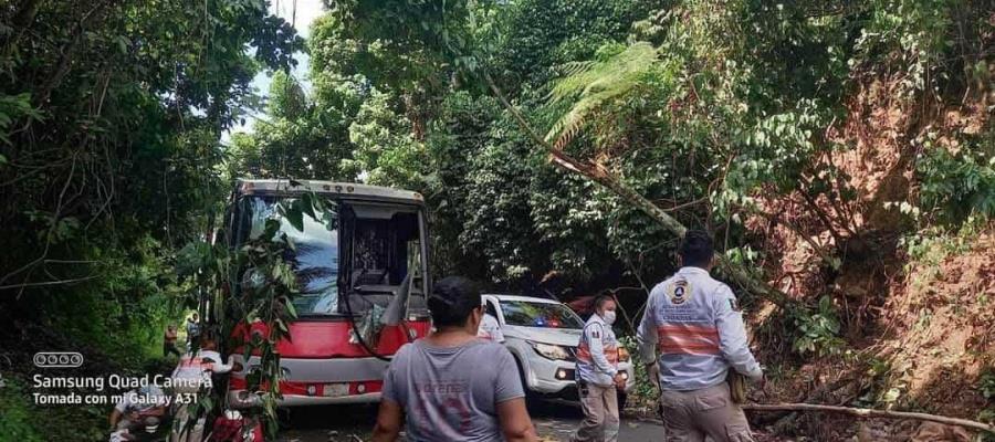 Fallece persona en la Pichucalco-Teapa, tras caer un árbol sobre autobús de pasajeros