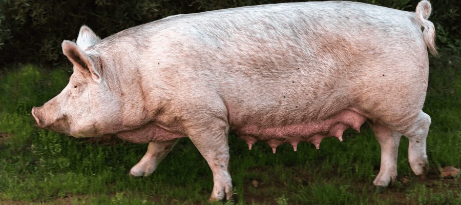 Incrementa casi 100% precio de cerdo en pie por fin de año