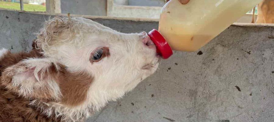 Nace en Tabasco el primer becerro Hereford miniatura del sureste