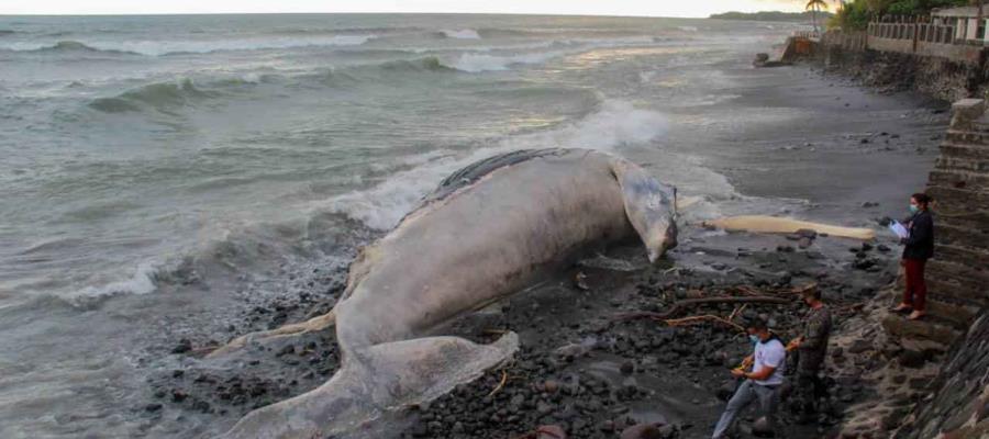 Aparece ballena muerta de 15.70 metros en playa de El Salvador