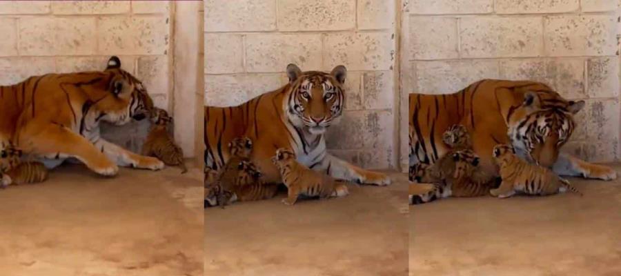 Nacen tigres de bengala en zoológico de Ciudad Juárez, Chihuahua 