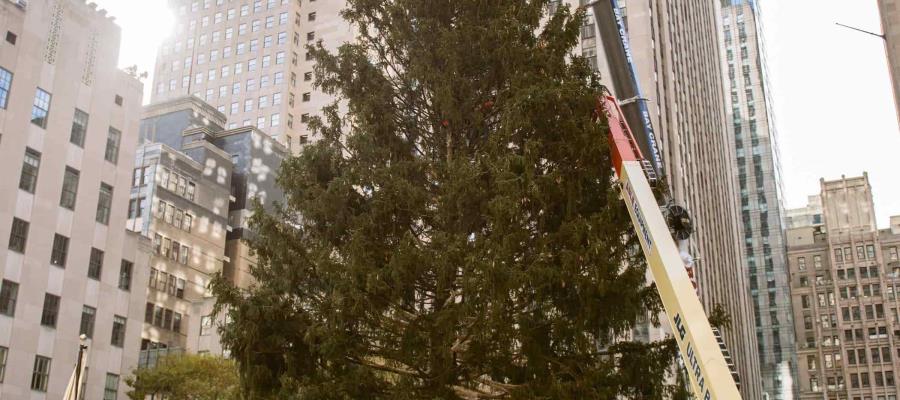 Llega a Nueva York el tradicional árbol del Rockefeller Center