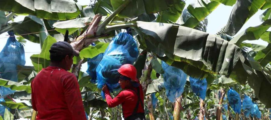 Tabasco produce casi un cuarto de la producción nacional de plátano: Sader 