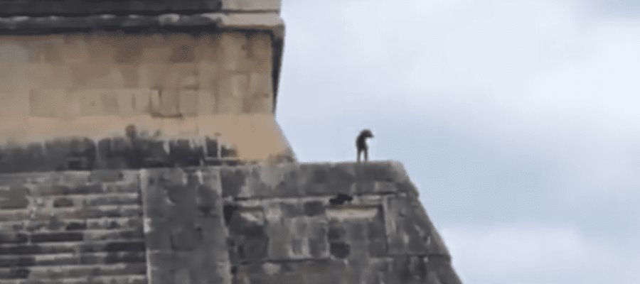 Perro escapa de sus dueños y sube a la pirámide de Chichén Itzá Perro escapa de sus dueños y sube a la pirámide de Chichén Itzá