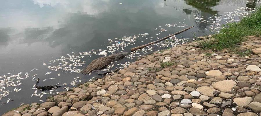 Asegura Bienestar Tabasco que atienden mortandad de peces en vaso Cencalli