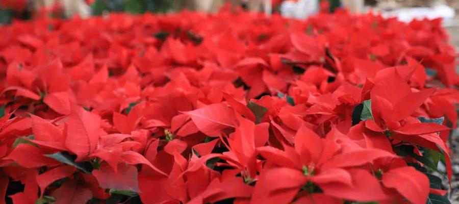 Llegan flores de Nochebuena a Villahermosa desde Zitácuaro, Michoacán