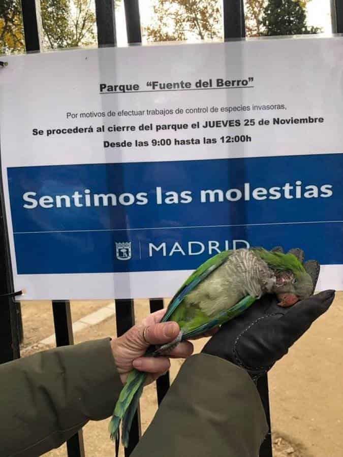 Ambientalistas acusan al Ayuntamiento de Madrid de matar a tiros a cotorras argentinas invasoras