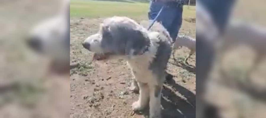 Liberan a Loki, perrito acusado de violación