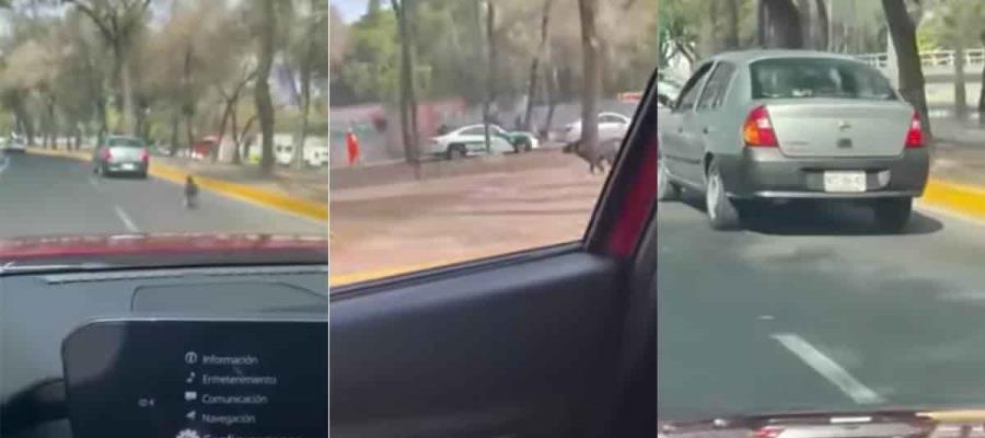 En CDMX, perro corre detrás del auto de sus dueños al ser abandonado