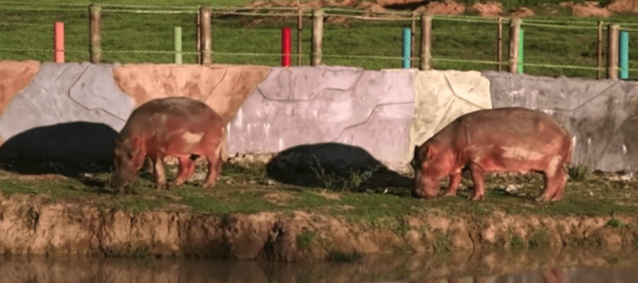 Dan positivo a COVID-19 dos hipopótamos en Bélgica