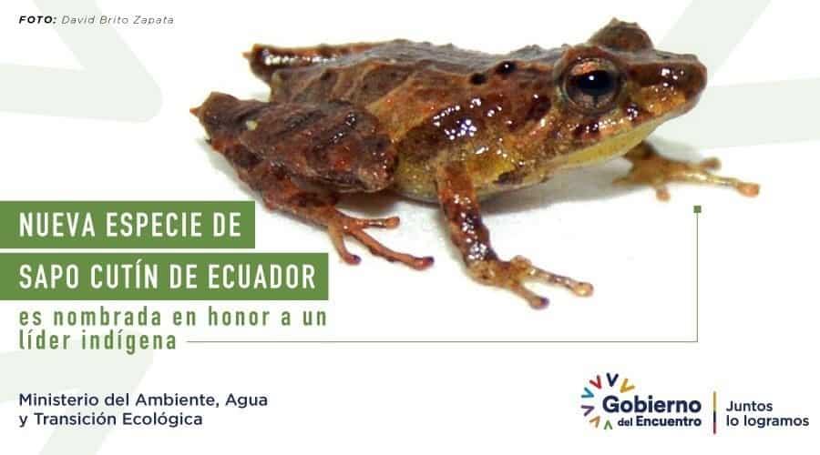 Hallan nueva especie de sapo… en Ecuador