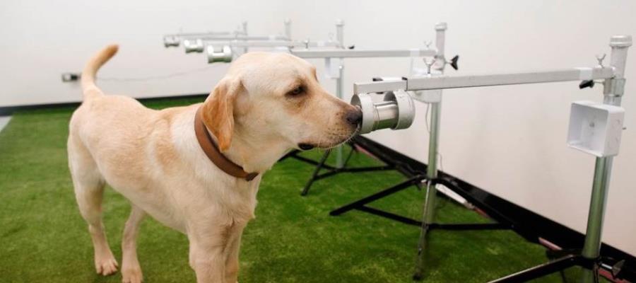 Entrenan perros para detectar COVID-19 a través del sudor Entrenan perros para detectar COVID-19 a través del sudor