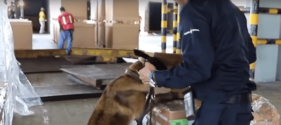 Por corrupción, dos mil 700 agentes aduanales han sido cesados: Administración General de Aduanas Por corrupción, dos mil 700 agentes aduanales han sido cesados: Administración General de Aduanas