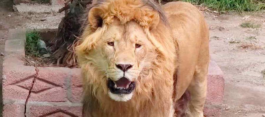 Asegura Profepa un león en un domicilio de Hidalgo Asegura Profepa un león en un domicilio de Hidalgo