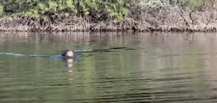 ¿En Argentina ya no había nutrias gigantes?, Esto descubrieron investigadores ¿En Argentina ya no había nutrias gigantes?, Esto descubrieron investigadores