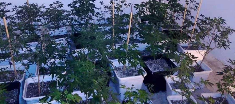 Desmantelan invernadero con 239 plantas de marihuana
