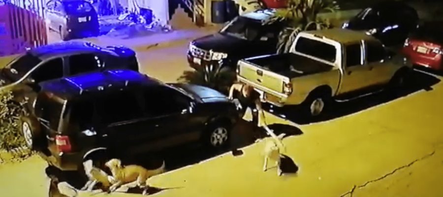 Exhiben a sujeto que golpea a sus perros con un tubo, en Pomoca