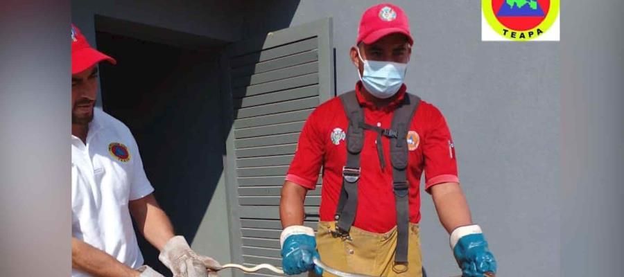 Serpiente causa pánico al entrar a tienda OXXO de Teapa