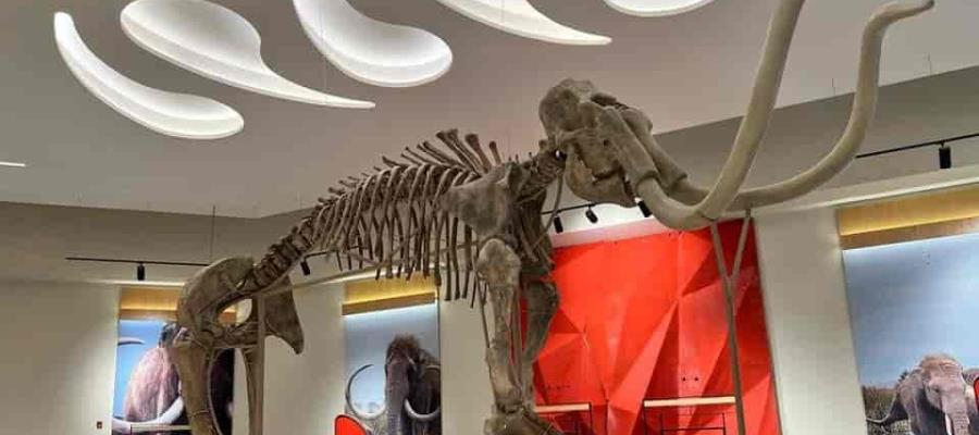 Fósiles del “Felipe Ángeles” serían la zona prehistórica más importante de América Latina: Gutiérrez Müller