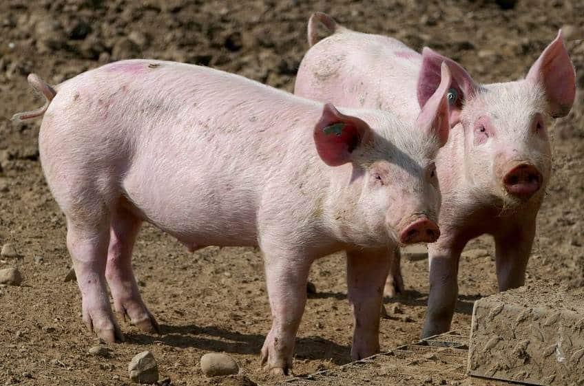 Mortandad de cerdos en Nayarit fue por agentes infecciosos y no por peste porcina: Sader Mortandad de cerdos en Nayarit fue por agentes infecciosos y no por peste porcina: Sader