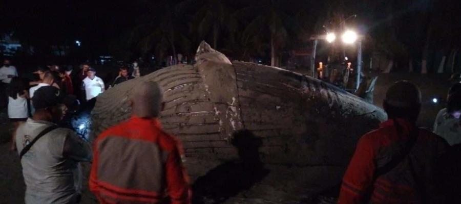 Hallan ballena muerta en Puerto Arista, Chiapas