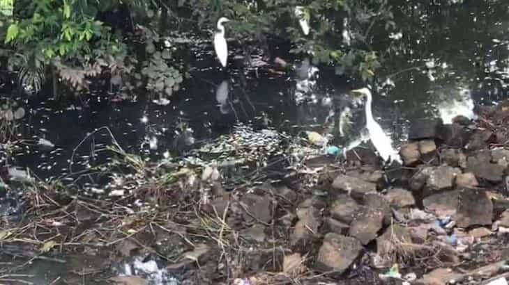 Asegura Bienestar que trabajan en proyecto de 90 mdp para salvar la Laguna de Las Ilusiones