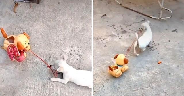Regalan a un cachorro… perro de juguete y se viraliza al sacarlo a pasear