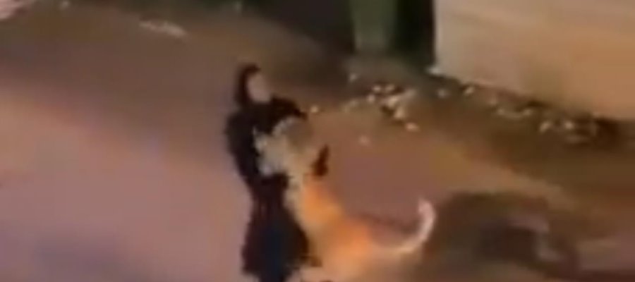 Captan a mujer cargando un león por las calles de Kuwait Captan a mujer cargando un león por las calles de Kuwait