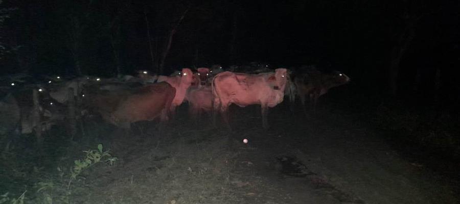 Recupera FGE 150 reses robadas en Huimanguillo