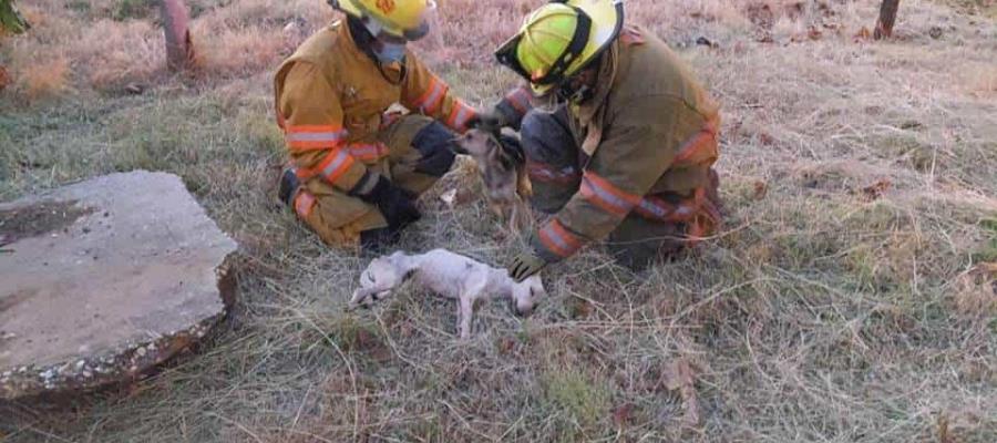 En Costa Rica, bomberos rescatan de un pozo a dos perritos desaparecidos desde hace un mes