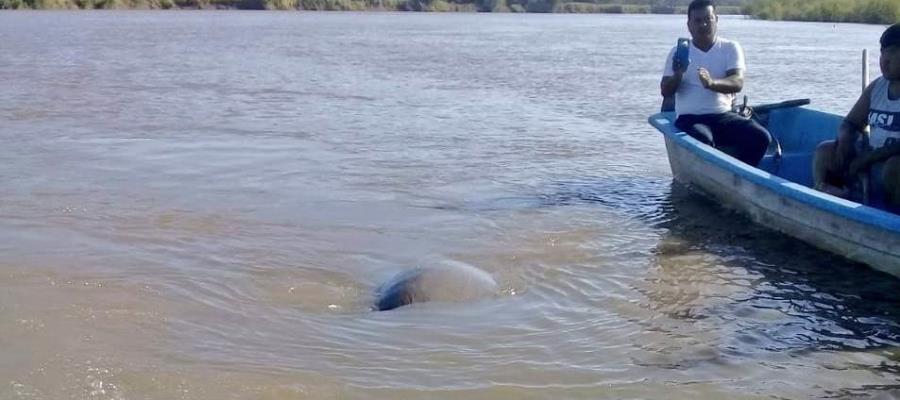 Rescata PC manatí atrapado en la maleza Rescata PC manatí atrapado en la maleza