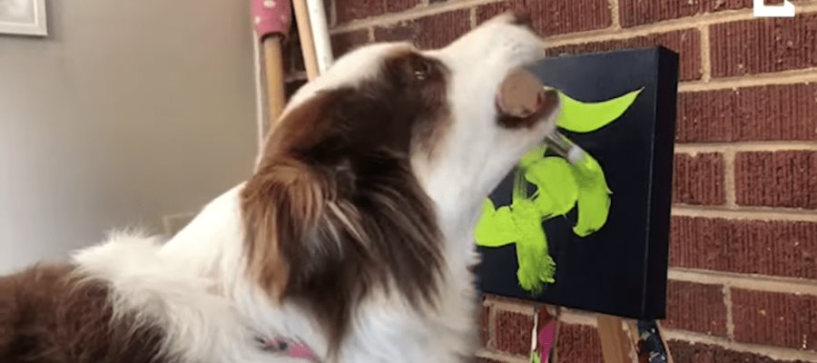 Perrita pinta cuadros y su dueña gana miles de dólares con las obras