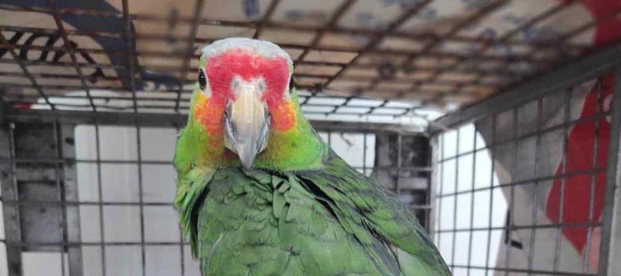 Hallan a loro de la especie amazona frentirroja en empresa de paquetería en Sinaloa