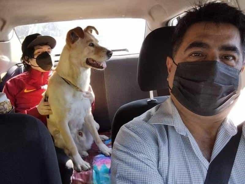 ¡Taxista en CDMX ofrece servicio pet friendly!; permite a usuarios viajar con sus perritos