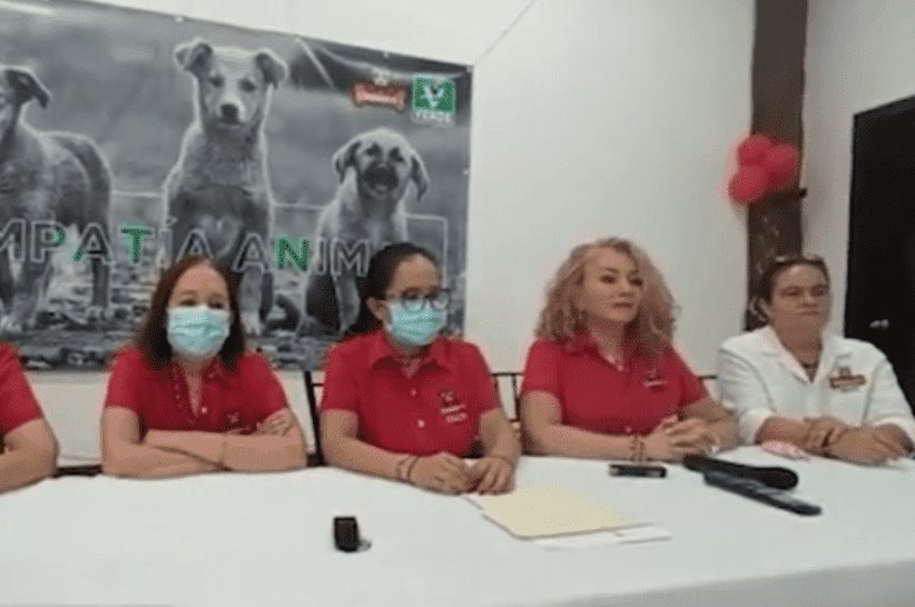 2 mil denuncias de maltrato animal en Tabasco cada mes: Caninos 911