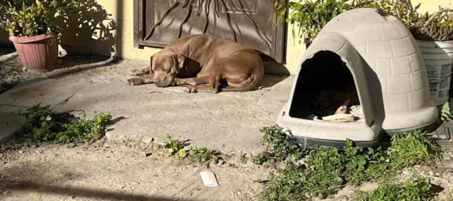 “Chato”, el perro de la periodista Lourdes Maldonado, la sigue esperando en la puerta de su casa