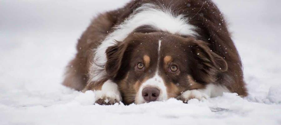 Niña en Rusia sobrevive a tormenta de nieve; se mantuvo caliente abrazando un perro