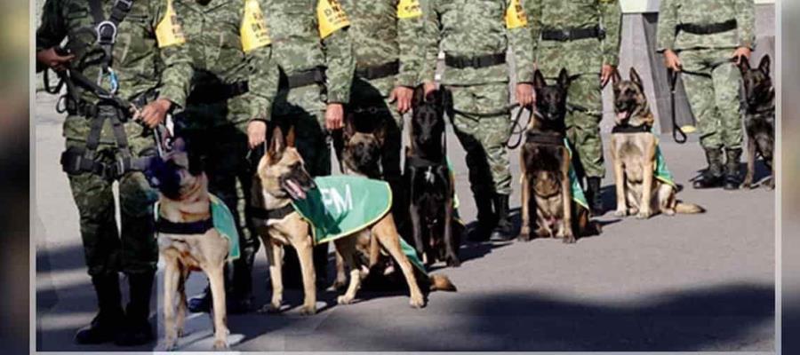 Sedena lanza convocatoria para adoptar perros jubilados Sedena lanza convocatoria para adoptar perros jubilados