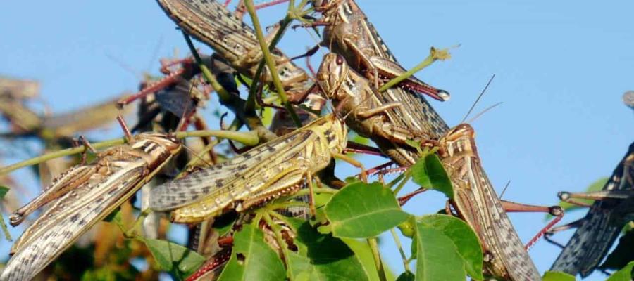 El viento pudo haber arrastrado plaga de langosta centroamericana que afecta NL: Senasica