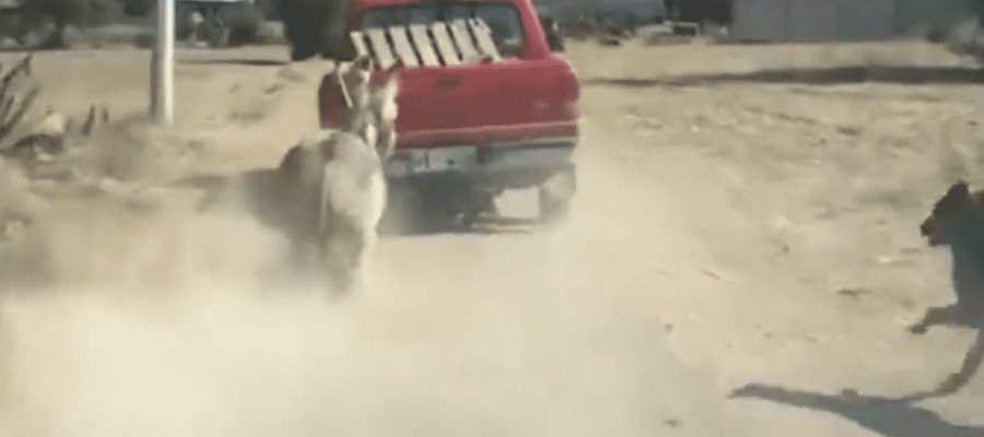 Denuncian maltrato contra un burro en Hidalgo